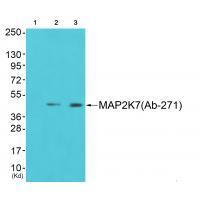 Rabbit Polyclonal Antibody to MAP2K7 (Ab-271)