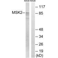 MSK2 (Ab-568)