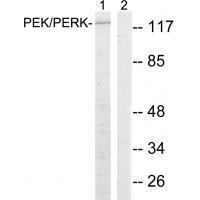 PEK/PERK (Ab-981)