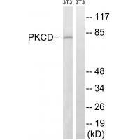 PKCD (Ab-64)