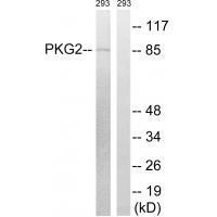 PKG2 (Ab-126)