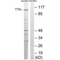 TTK (Ab-676)
