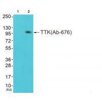 Rabbit Polyclonal Antibody to TTK (Ab-676)