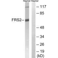FRS2 (Ab-196)