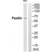 Paxillin (Ab-272)