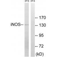 iNOS (Ab-151)