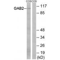 GAB2 (Ab-159)