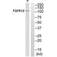 FGFR1/2 (Ab-463)