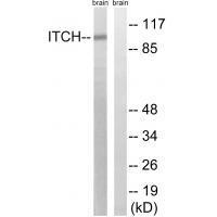 ITCH (Ab-420)
