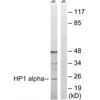 HP1 alpha (Ab-92)