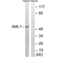 AML1 (Ab-435)