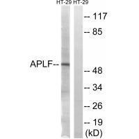 APLF (Ab-116)