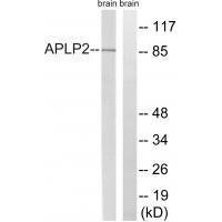 APLP2 (Ab-755)