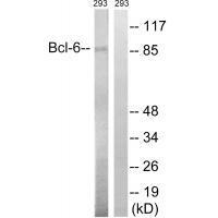 Bcl-6 (Ab-333)