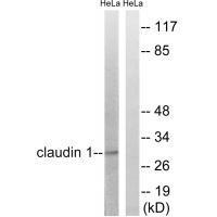 Claudin 1 (Ab-210)