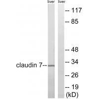 Claudin 7 (Ab-210)