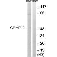 CRMP-2 (Ab-509)