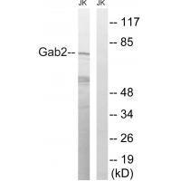 Gab2 (Ab-623)