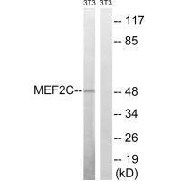 MEF2C (Ab-396)