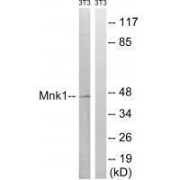 Mnk1 (Ab-385)