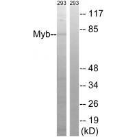 Myb (Ab-532)