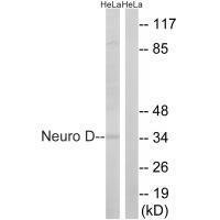 Neuro D (Ab-274)