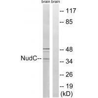NudC (Ab-326)