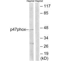 p47 phox (Ab-345)