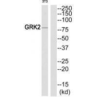GRK2 (Ab-86)
