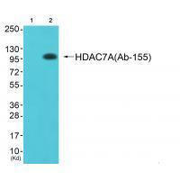 HDAC7A(Ab-155)