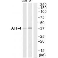 ATF-4
