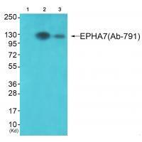EPHA7 (Ab-791)