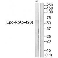 Epo-R (Ab-426)