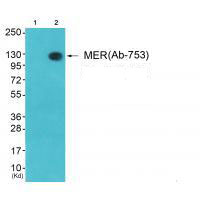 MER (Ab-753)