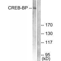 CREB-BP