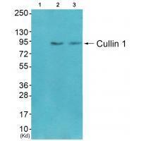Cullin 1