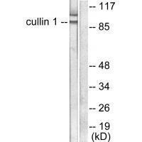 Rabbit Polyclonal Antibody to Cullin 1