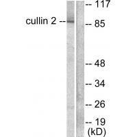 Cullin 2