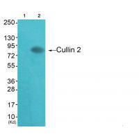 Rabbit Polyclonal Antibody to Cullin 2