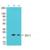 Rabbit Polyclonal Antibody to DJ-1