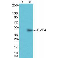 Rabbit Polyclonal Antibody to E2F4