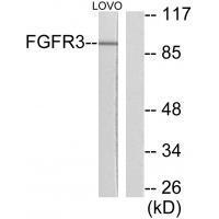 FGFR3