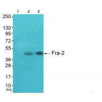 Rabbit Polyclonal Antibody to Fra-2