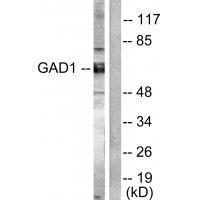 GAD1/2