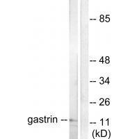 Gastrin