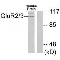 GluR2/3
