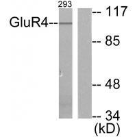 GluR4