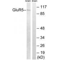 GluR5