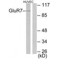 GluR7