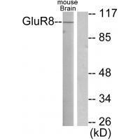 GluR8